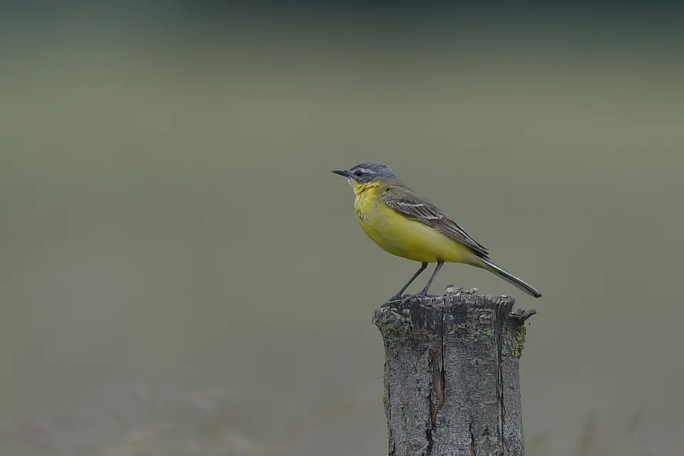 Motacilla flava