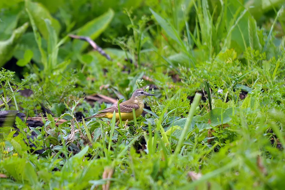 Motacilla flava