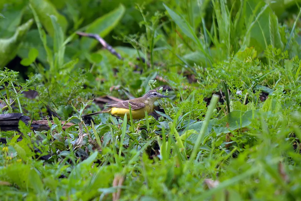 Motacilla flava