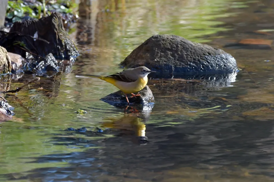 Motacilla cinerea