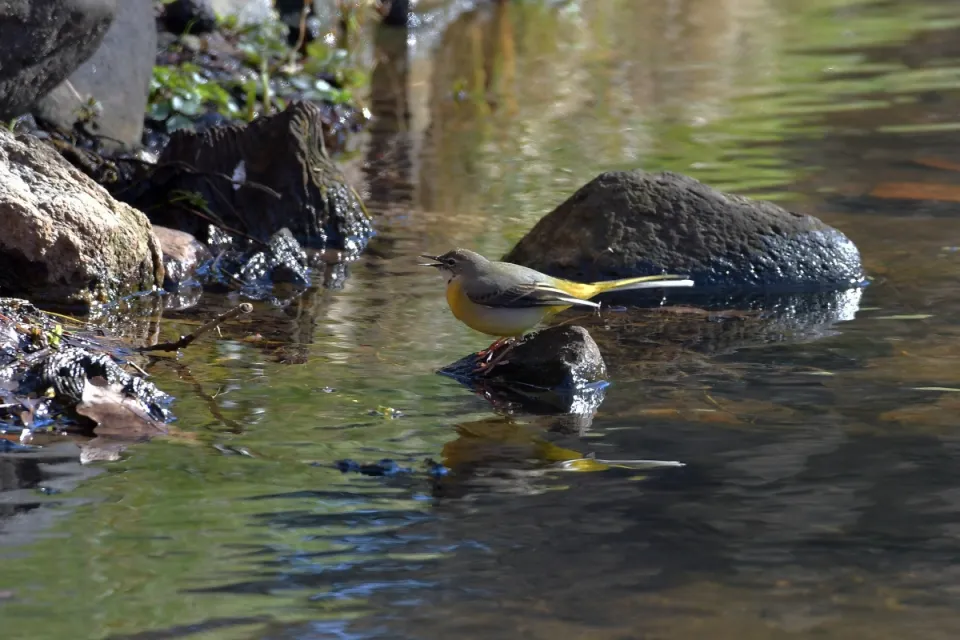 Motacilla cinerea