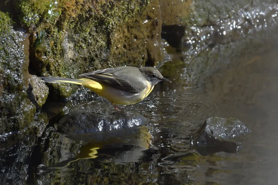 Motacilla cinerea