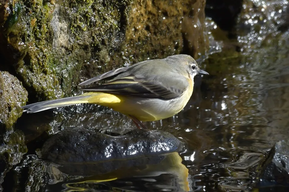 Motacilla cinerea
