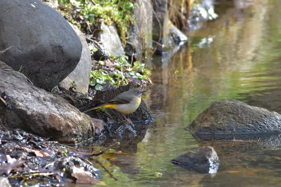 Motacilla cinerea