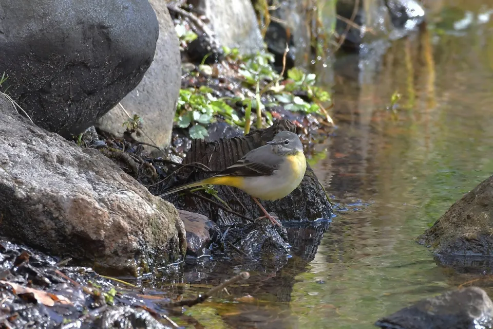 Motacilla cinerea