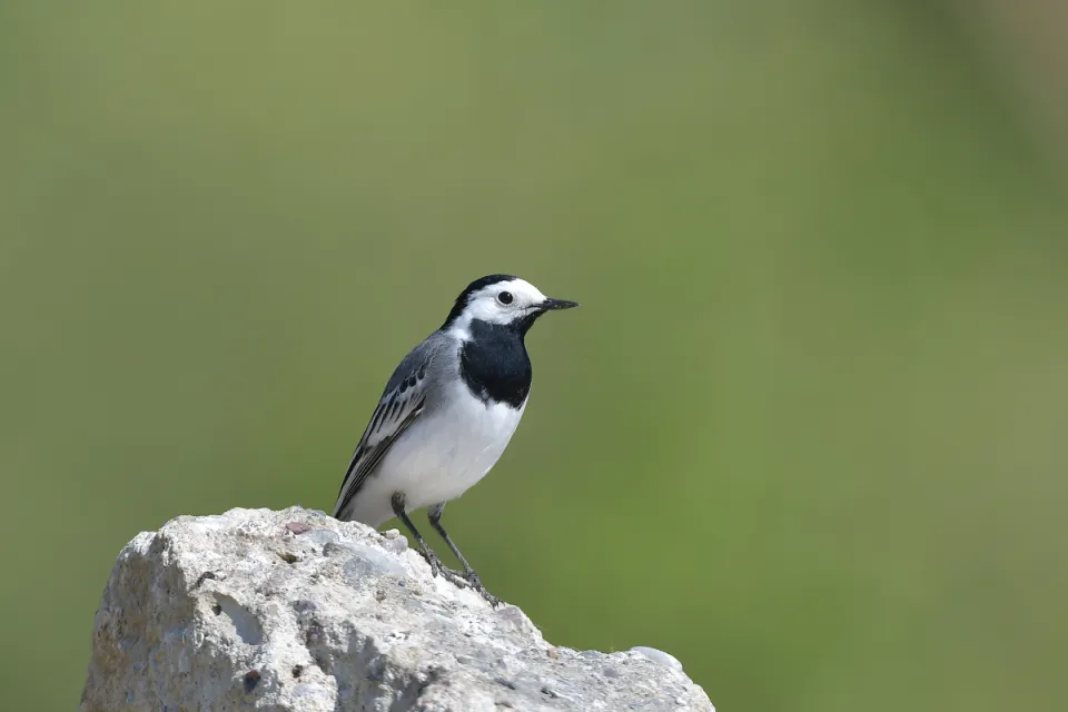 Motacilla alba