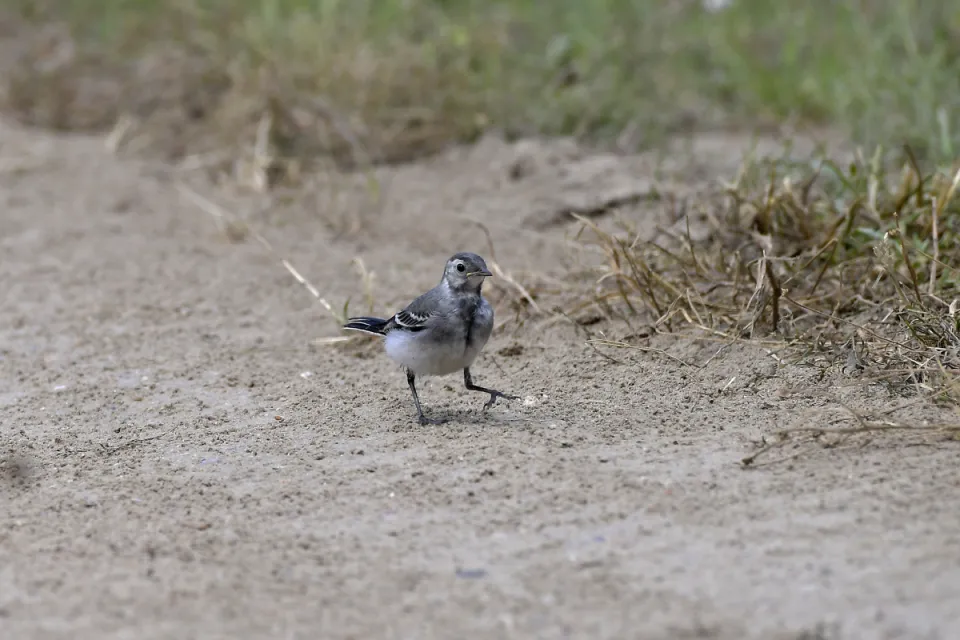 Motacilla alba