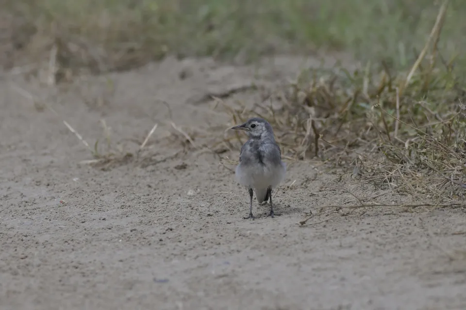 Motacilla alba