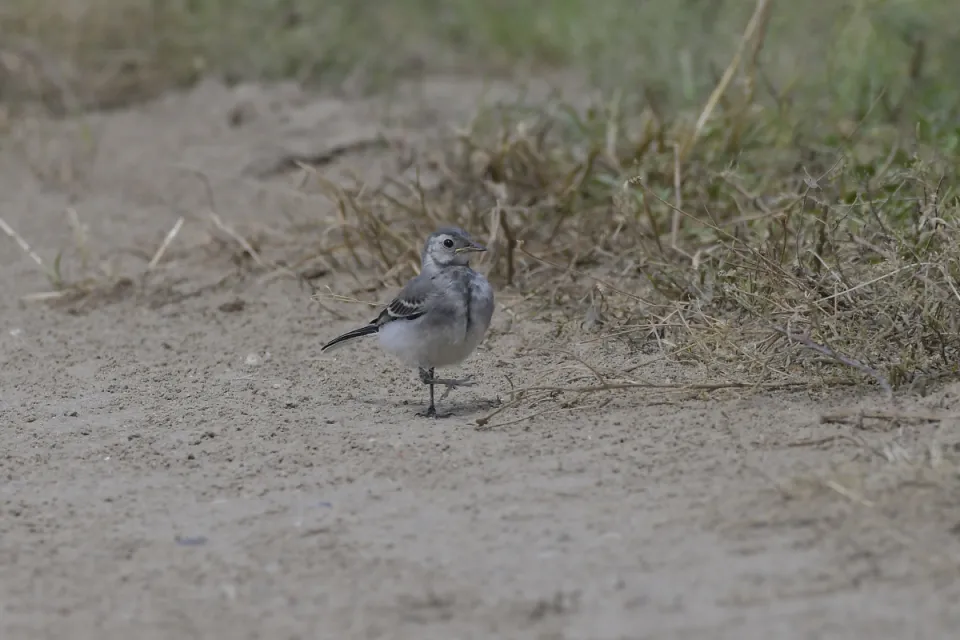 Motacilla alba