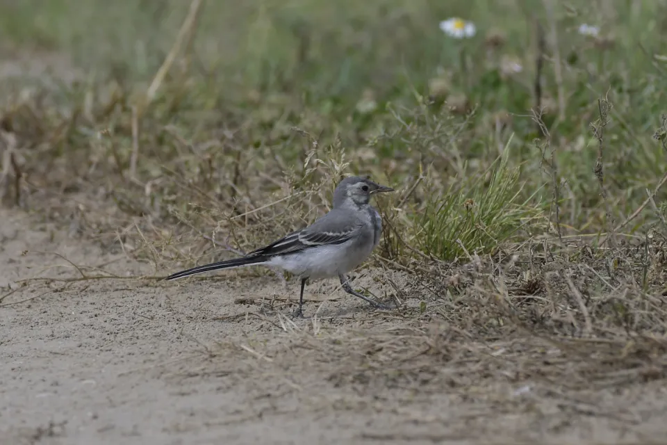 Motacilla alba