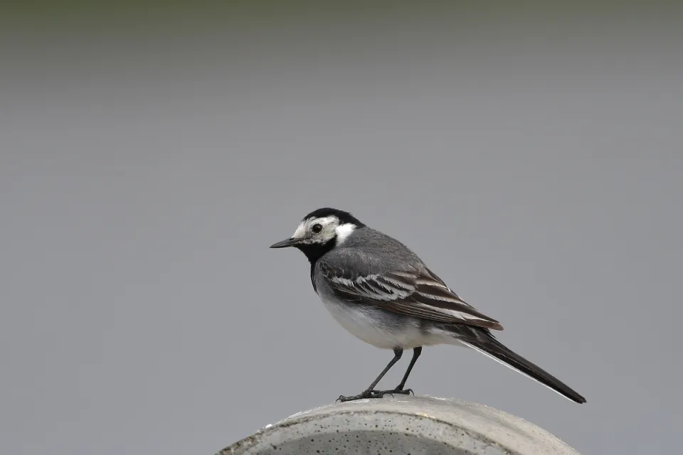 Motacilla alba