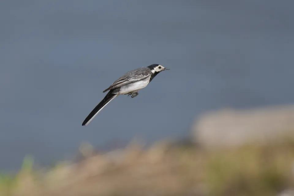 Motacilla alba