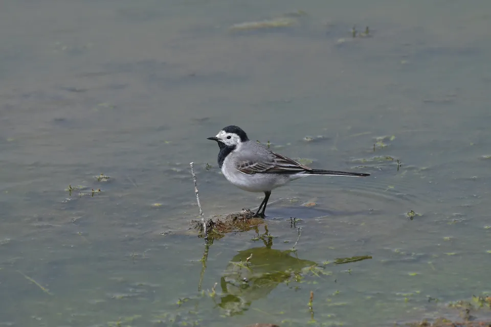 Motacilla alba