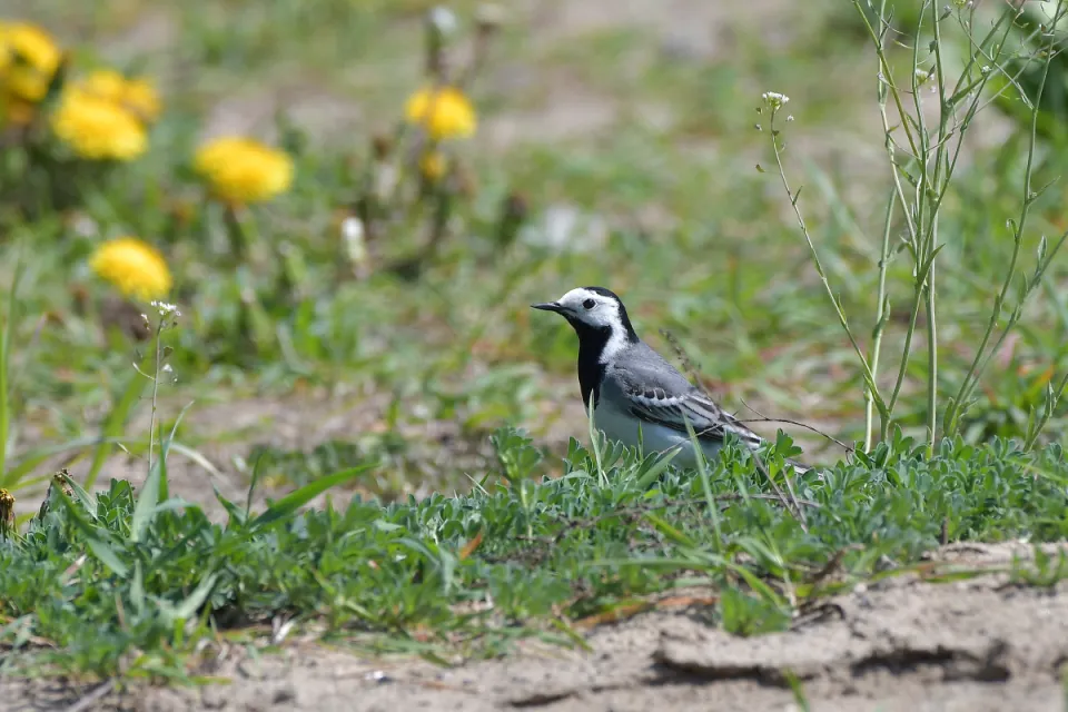Motacilla alba