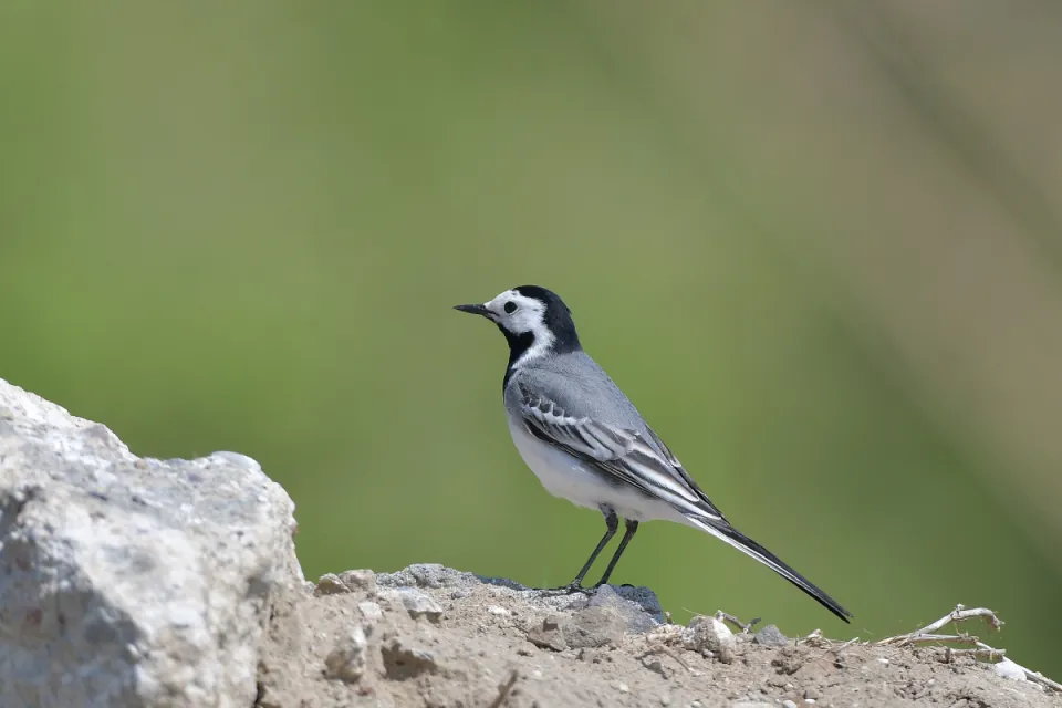 Motacilla alba