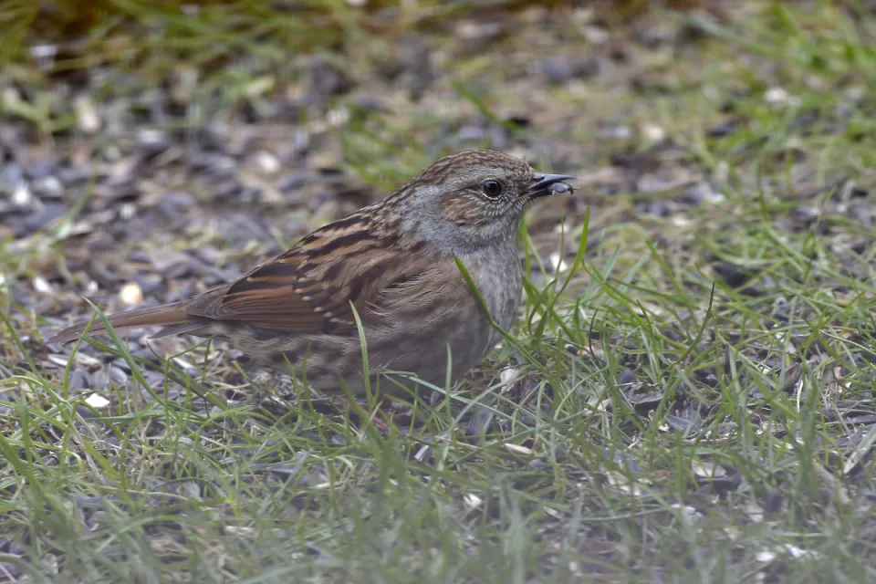 Prunella modularis