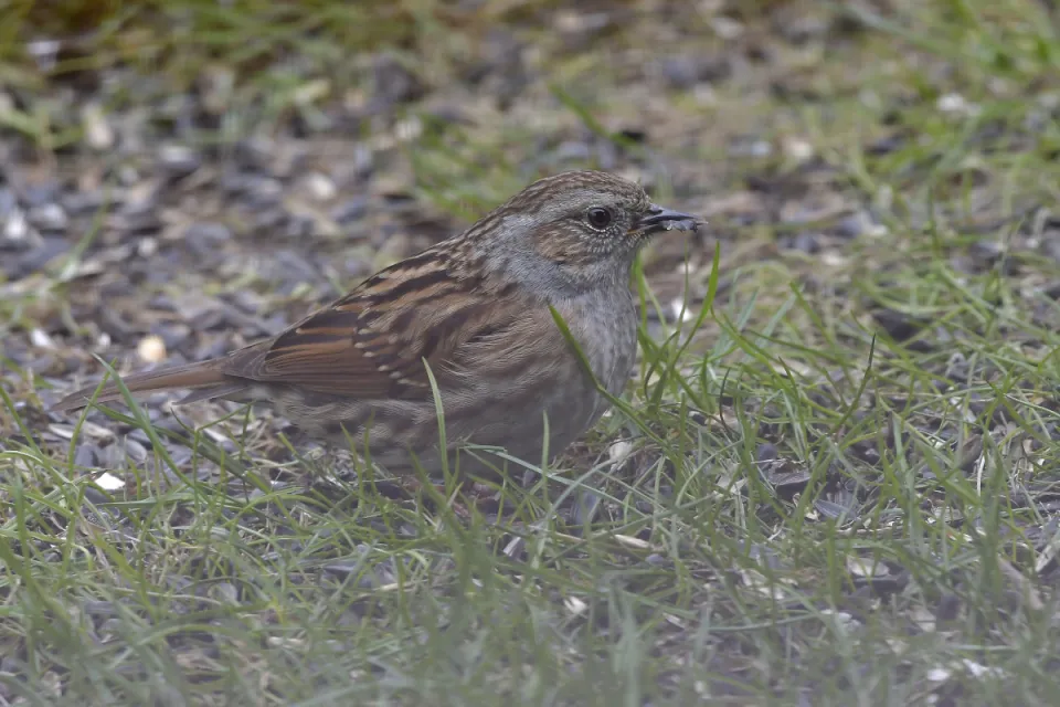 Prunella modularis