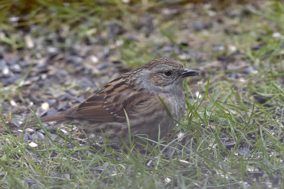 Prunella modularis