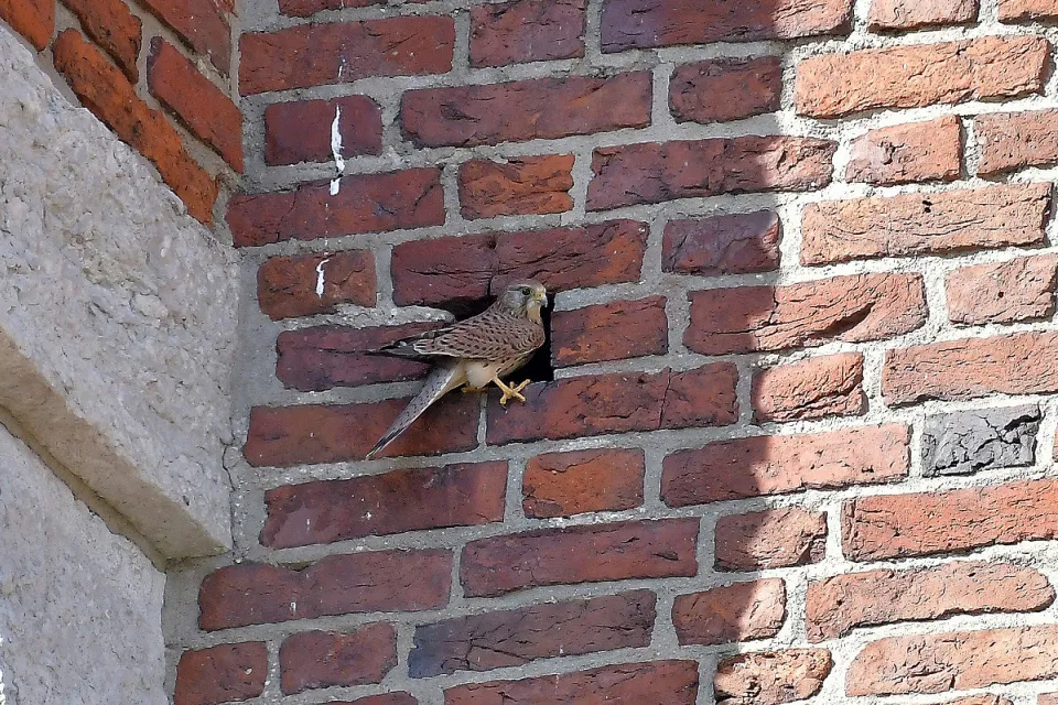Falco tinnunculus