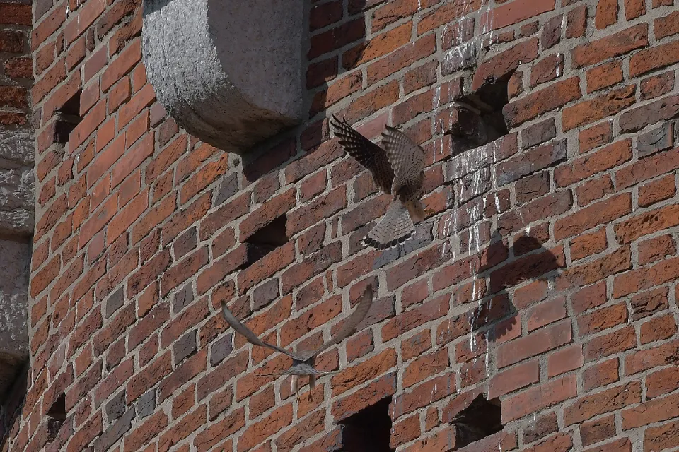 Falco tinnunculus