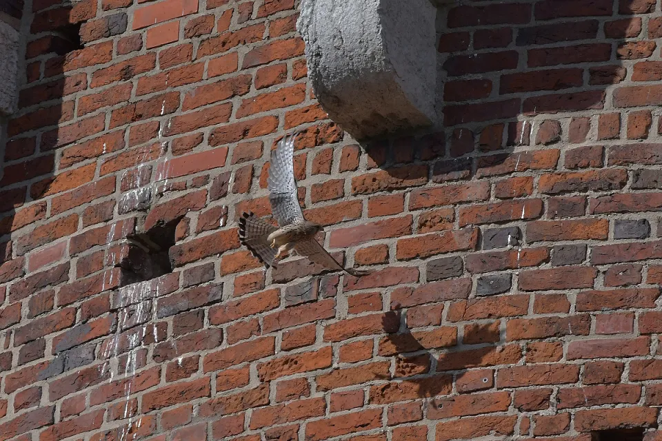 Falco tinnunculus