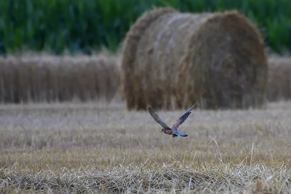 Falco tinnunculus