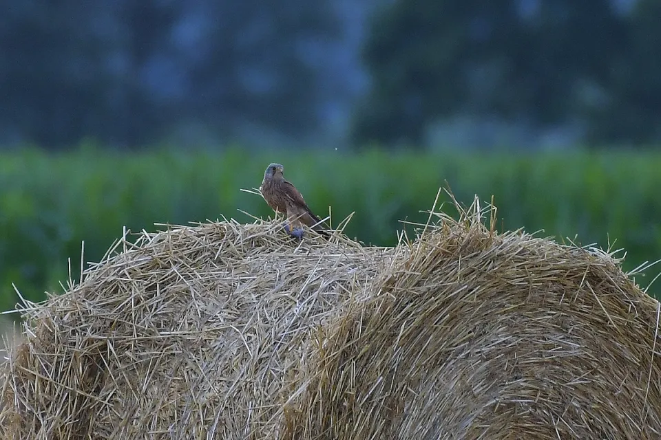 Falco tinnunculus
