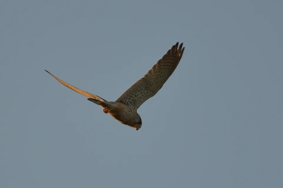 Falco tinnunculus
