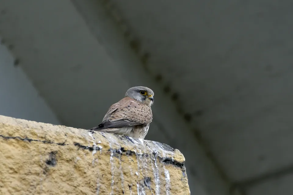 Falco tinnunculus