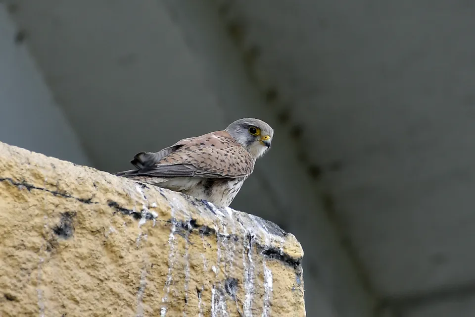 Falco tinnunculus