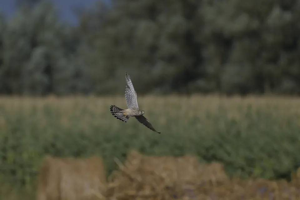 Falco tinnunculus