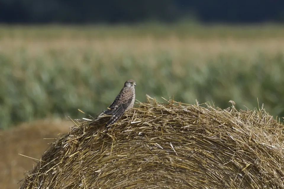 Falco tinnunculus
