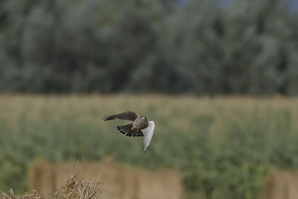 Falco tinnunculus