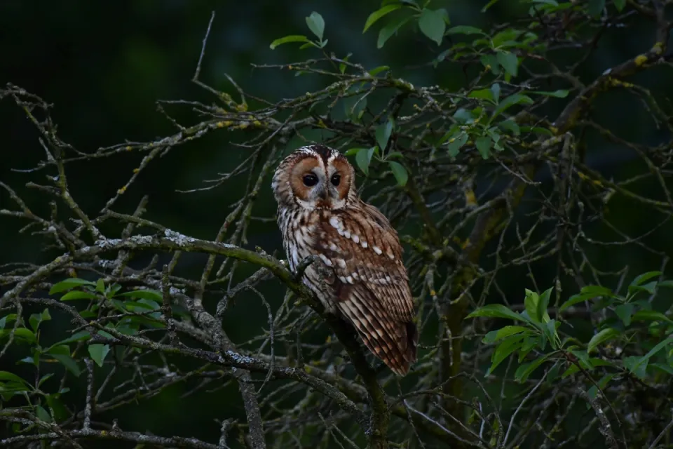 Strix aluco