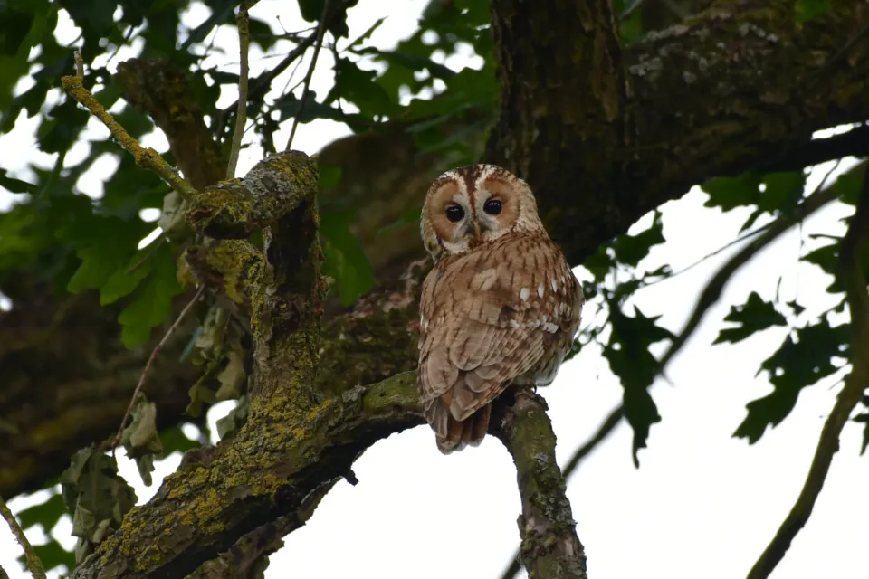 Strix aluco