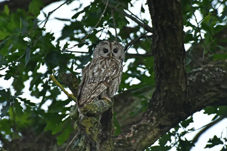 Strix aluco