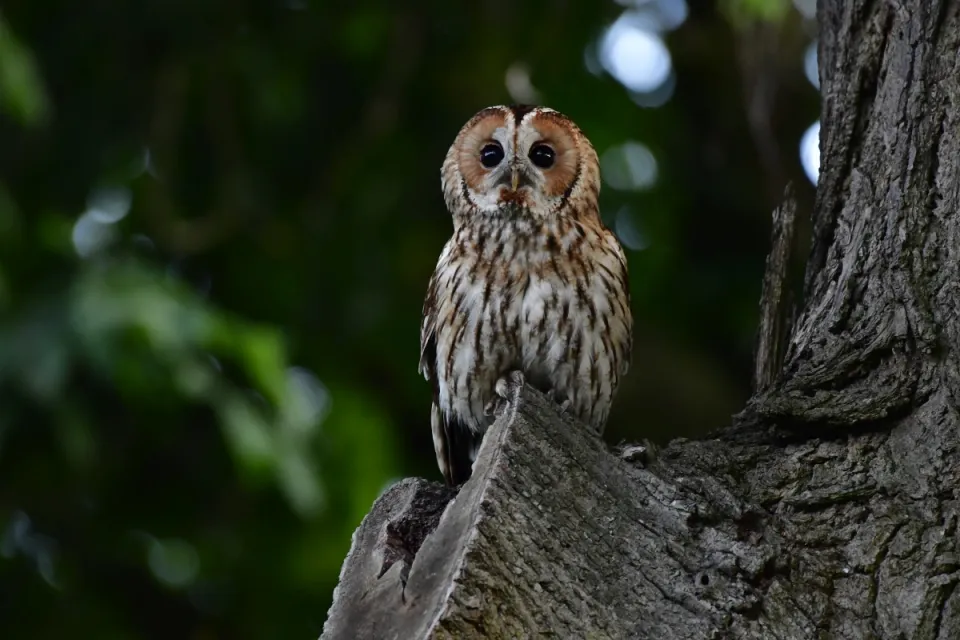 Strix aluco