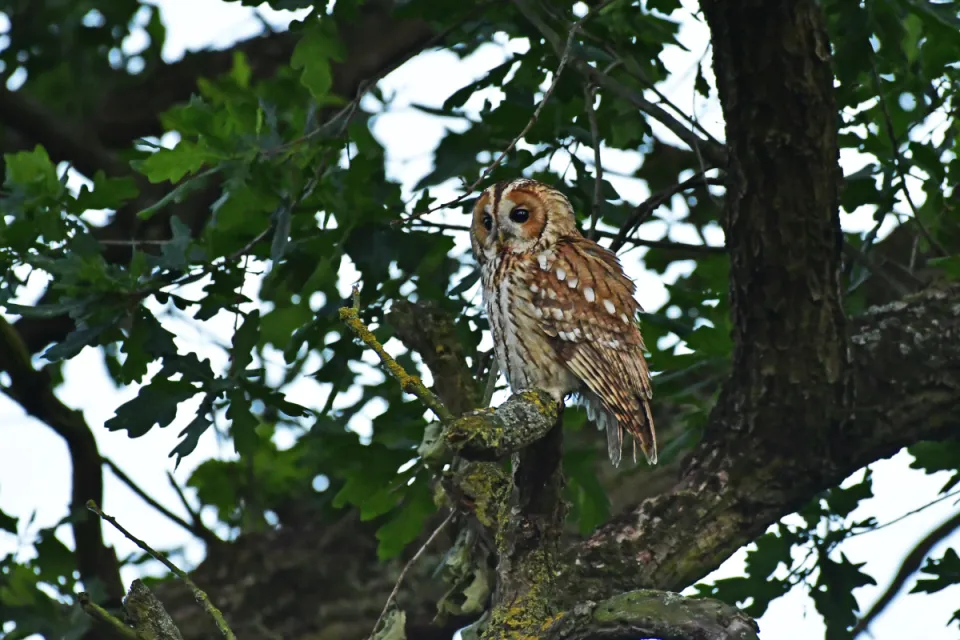 Strix aluco