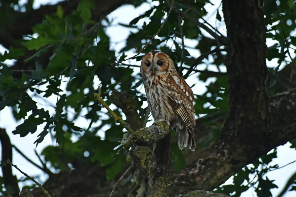 Strix aluco