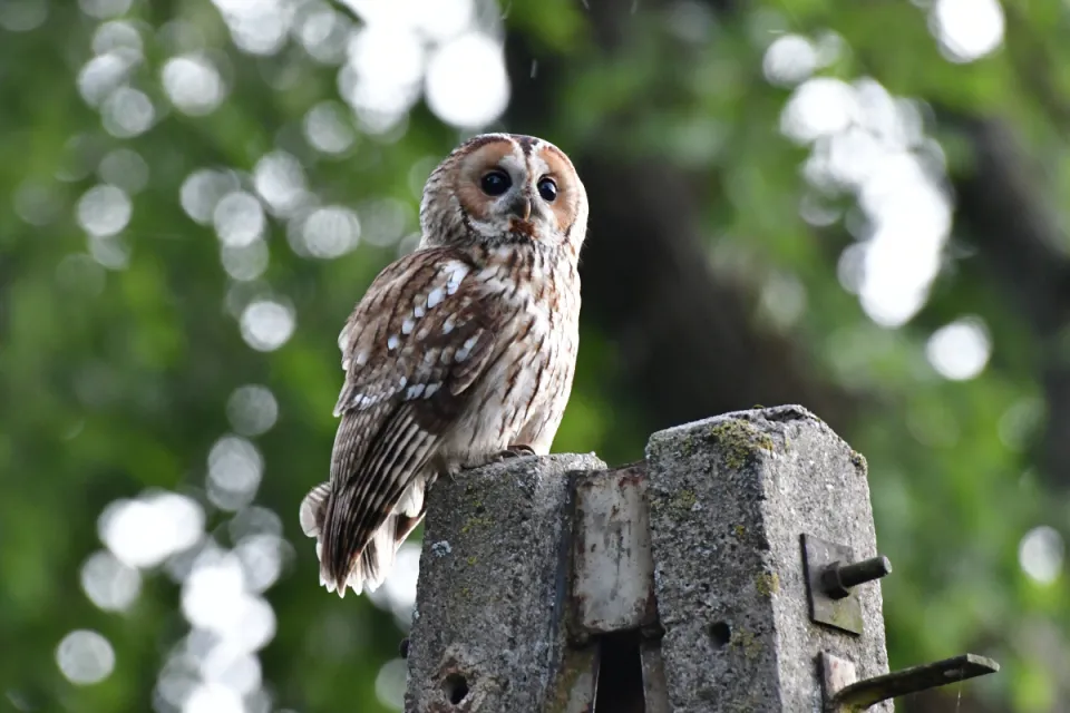 Strix aluco