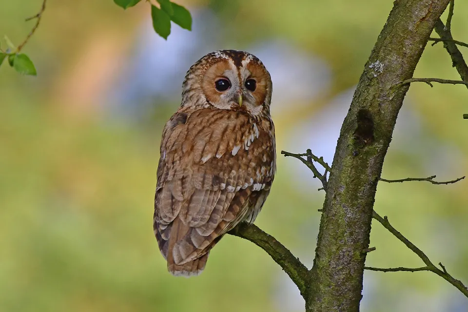 Strix aluco