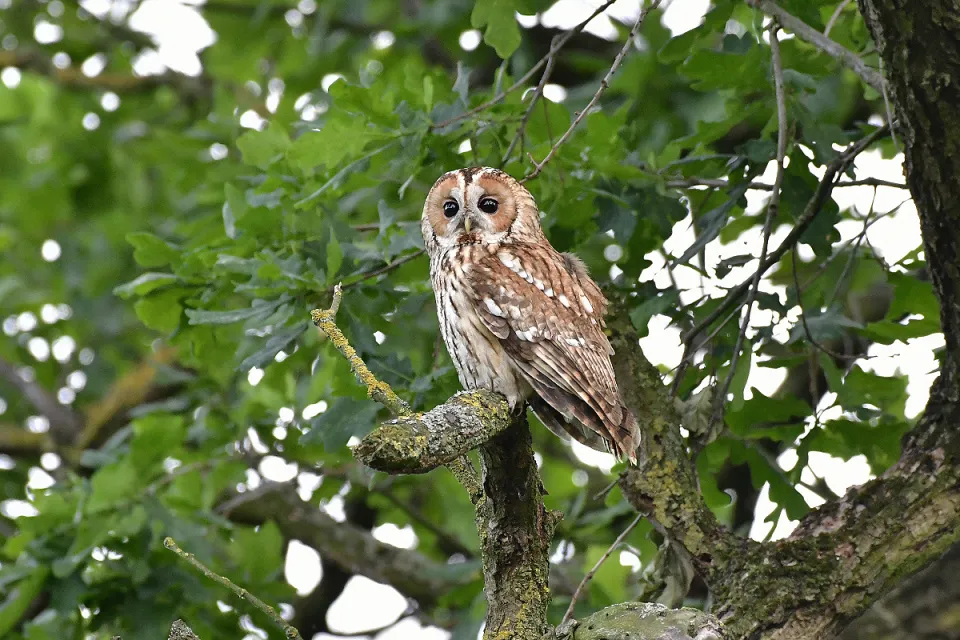 Strix aluco
