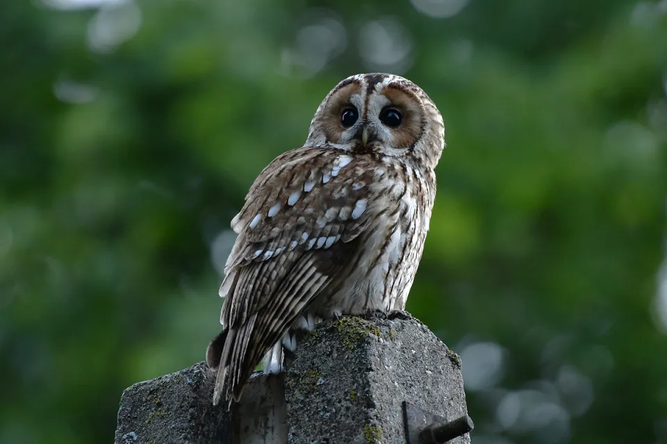 Strix aluco