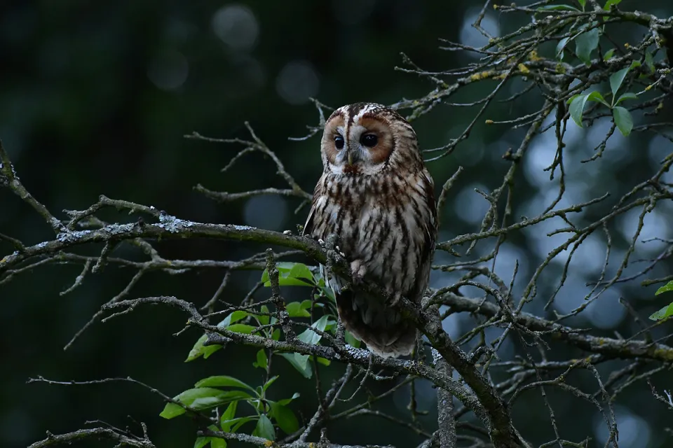 Strix aluco
