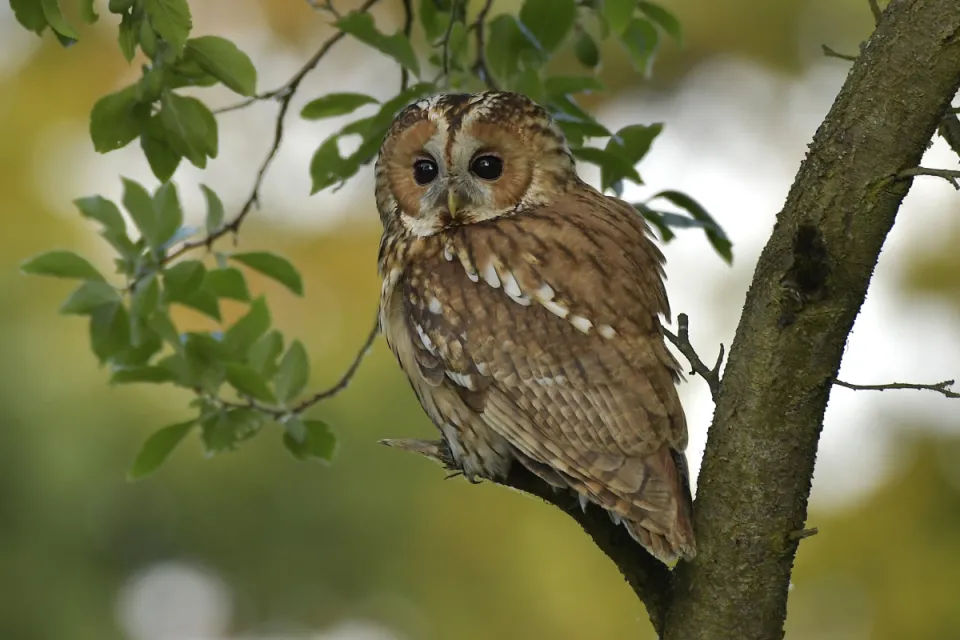 Strix aluco