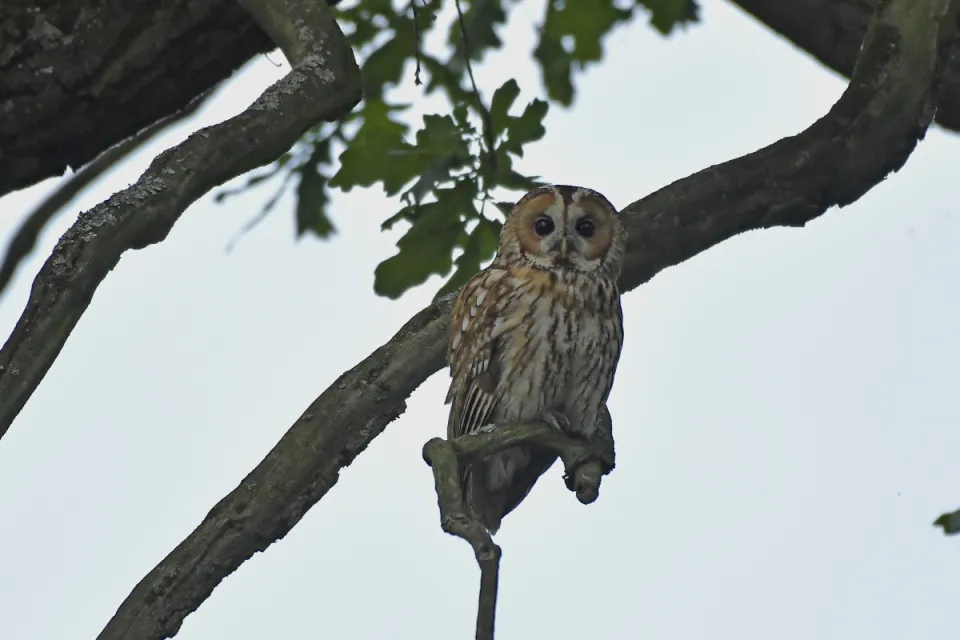 Strix aluco
