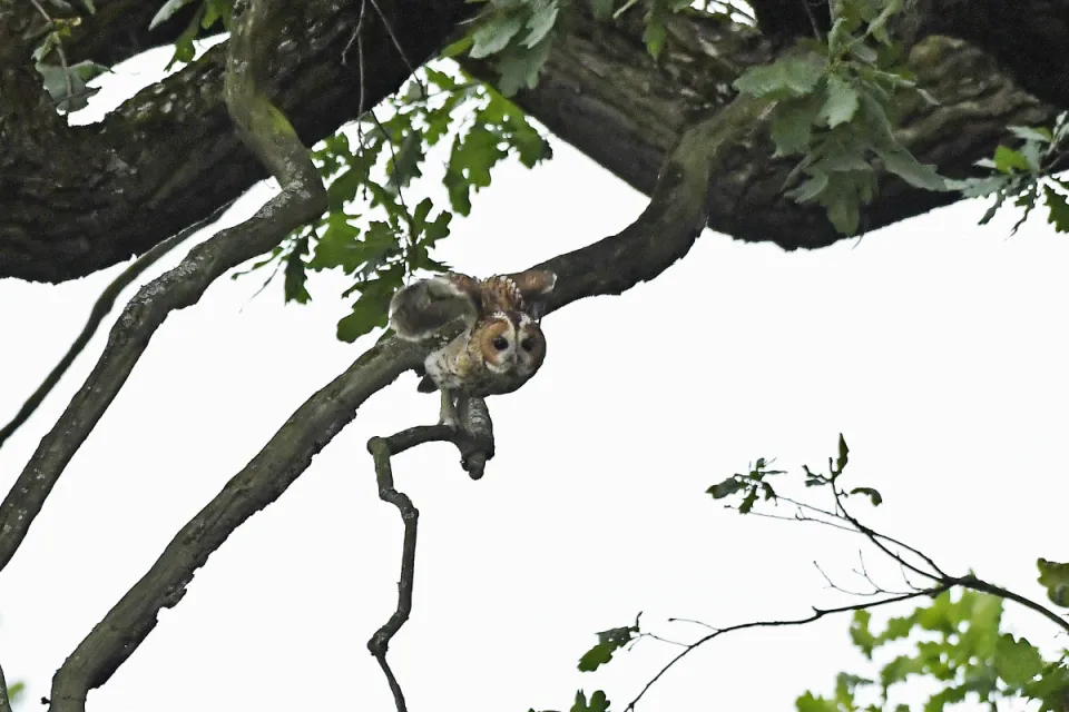 Strix aluco