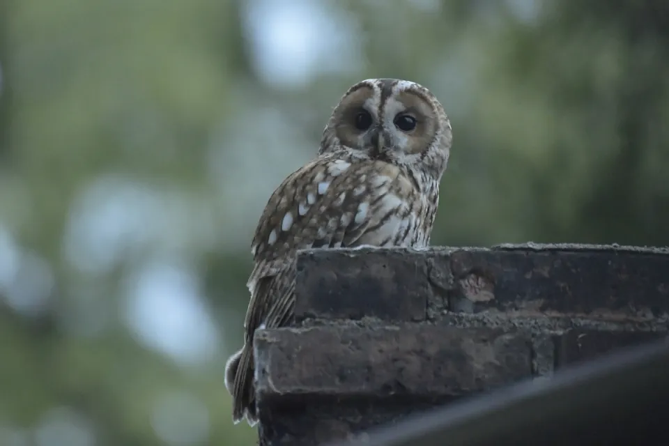 Strix aluco