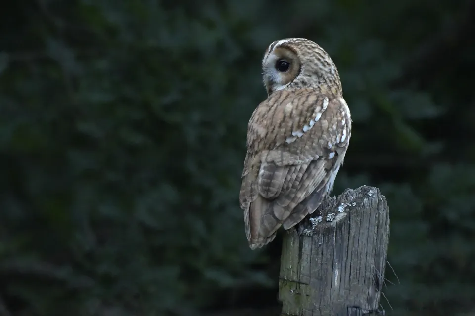 Strix aluco