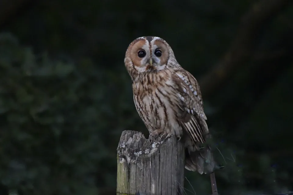 Strix aluco